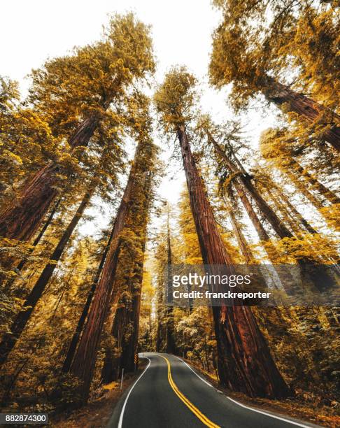 redwood forest in california - redwood forest stock pictures, royalty-free photos & images
