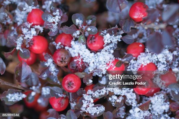 cotoneaster - cotoneaster horizontalis stock pictures, royalty-free photos & images