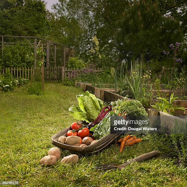 basket full of fresh vegetables in garden. - orto foto e immagini stock