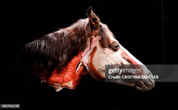 Full plastinated head of a horse is on display at the 'Casino de la Exposicion' cultural center in Seville on November 30 on the eve of the opening...