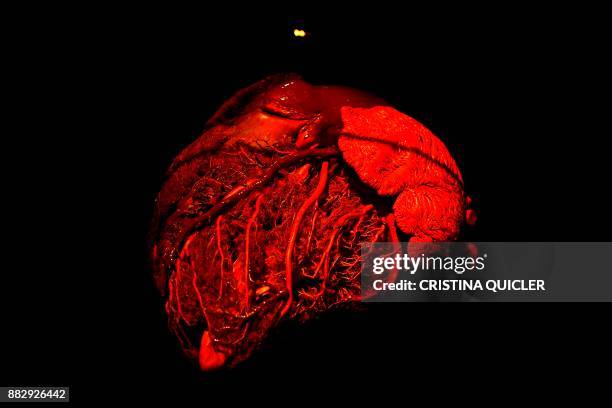 Full plastinated heart of a bull is on display at the 'Casino de la Exposicion' cultural center in Seville on November 30 on the eve of the opening...