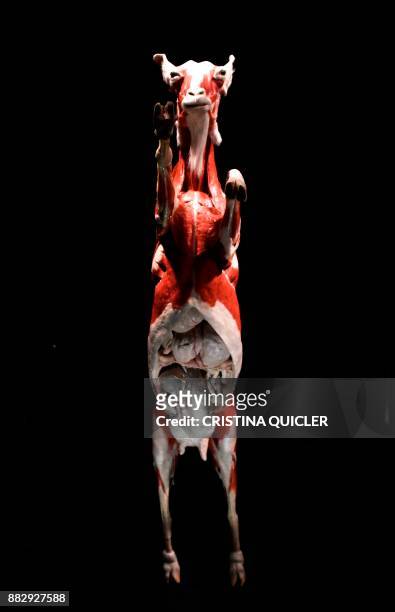 Full plastinated body of a pregnant goat is on display at the 'Casino de la Exposicion' cultural center in Seville on November 30 on the eve of the...