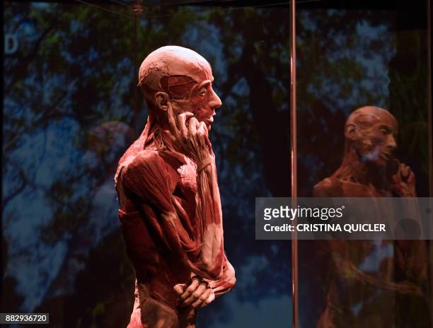 Plastinated body of a person is on display at the 'Casino de la Exposicion' cultural center in Seville on November 30 on the eve of the opening of...