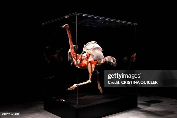 Full plastinated body of an ostrich is on display at the 'Casino de la Exposicion' cultural center in Seville on November 30 on the eve of the...