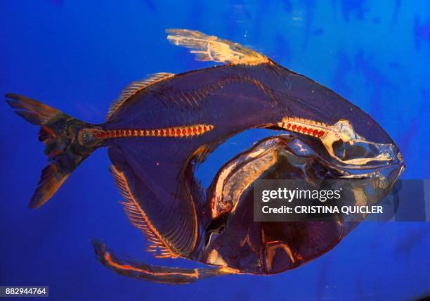 Plastinated moon fish is on display at the 'Casino de la Exposicion' cultural center in Seville on November 30 on the eve of the opening of the...