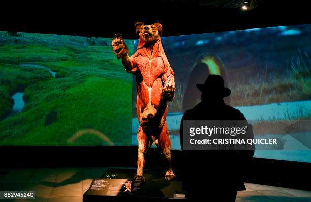 Man looks at a full plastinated body of a bear on display at the 'Casino de la Exposicion' cultural center in Seville on November 30 on the eve of...