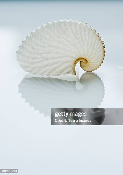 close up of tropical shell - muschel close up studioaufnahme stock-fotos und bilder