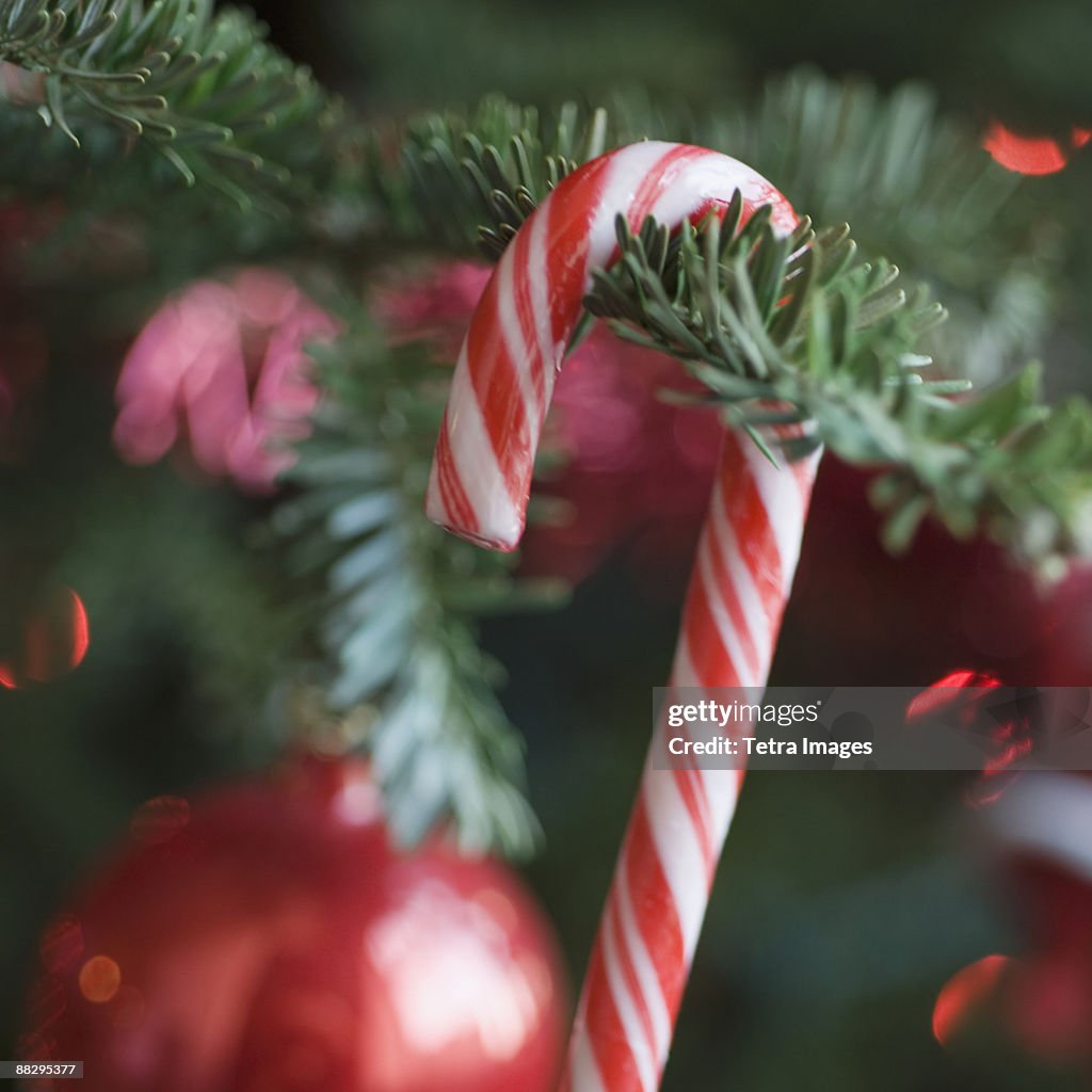 Candy cane hanging on Christmas tree