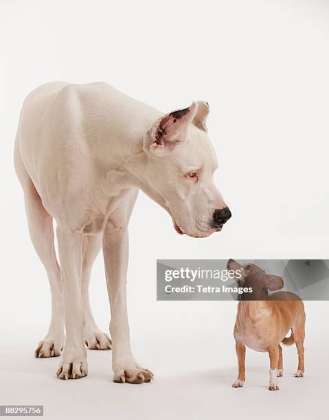 small and large dogs looking at each other - cagnolino da salotto foto e immagini stock