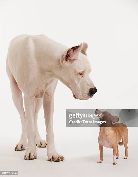 small and large dogs looking at each other - great dane stock pictures, royalty-free photos & images