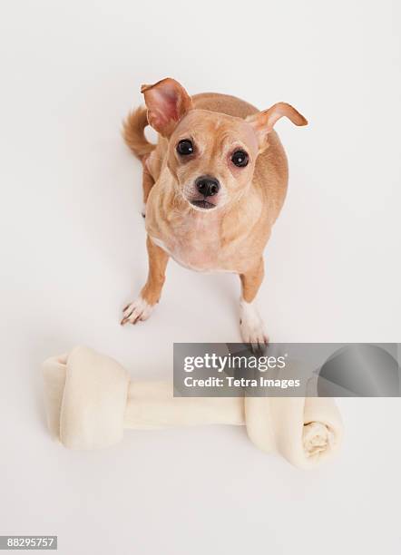 small dog with big bone - big dog little dog stock pictures, royalty-free photos & images