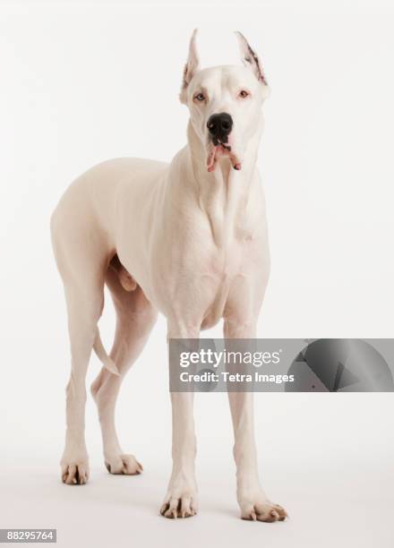 portrait of large dog - gran danés fotografías e imágenes de stock