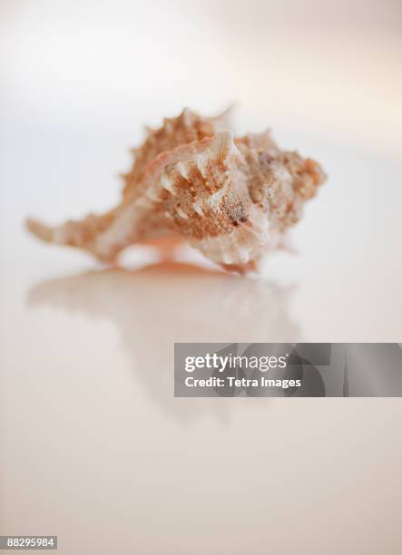 close up of sea shell - muschel close up studioaufnahme stock-fotos und bilder