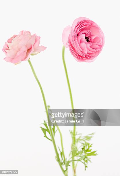 pink flowers - buttercup family stock pictures, royalty-free photos & images