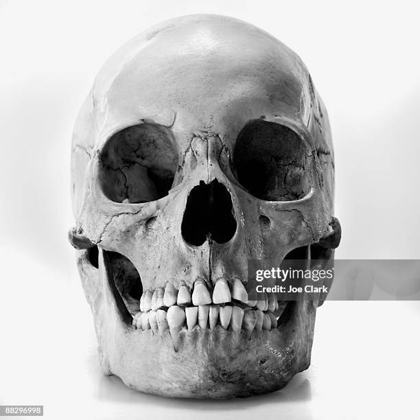 human skull - cráneo humano fotografías e imágenes de stock