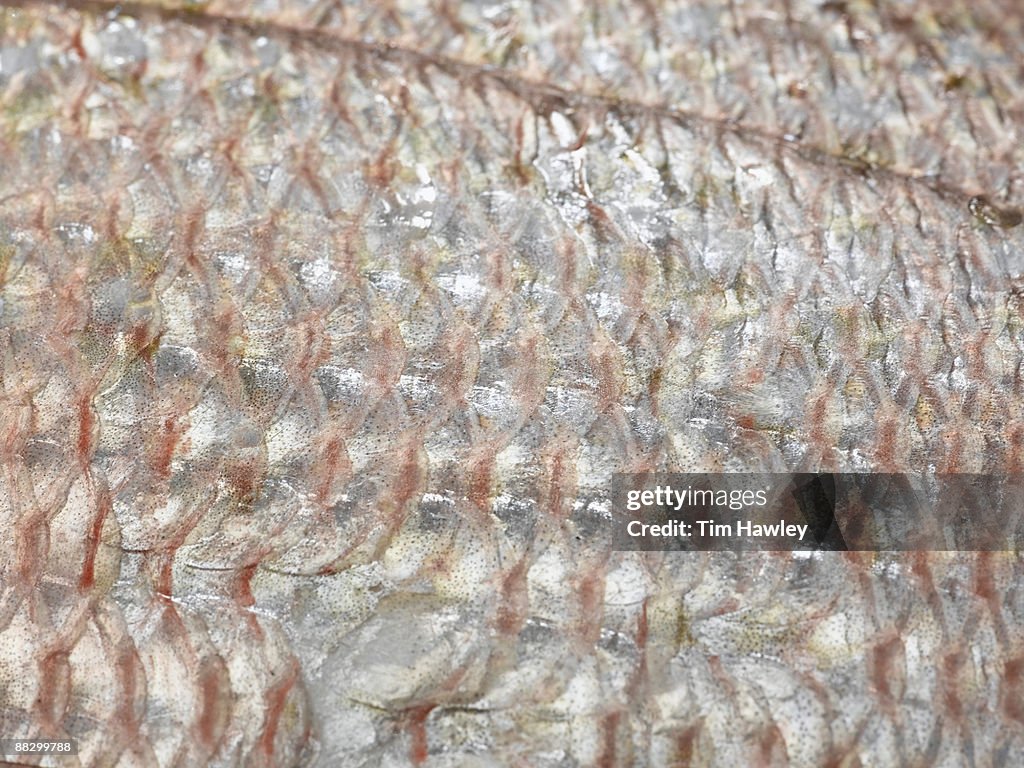 Close-up of fish scales