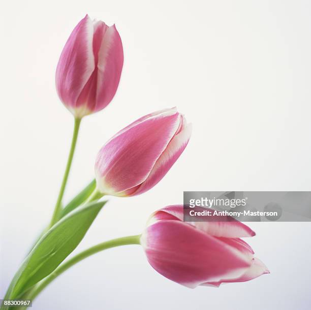 three van dyk tulips - muscari armeniacum stock pictures, royalty-free photos & images