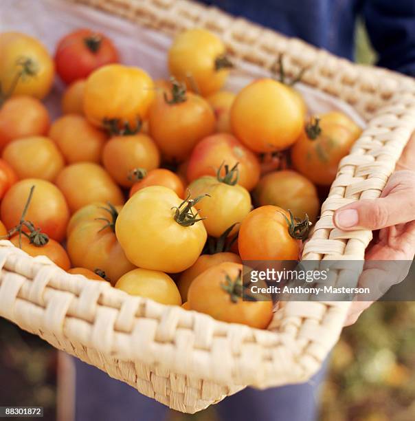 basket of tomatoes - anthony masterson photos et images de collection