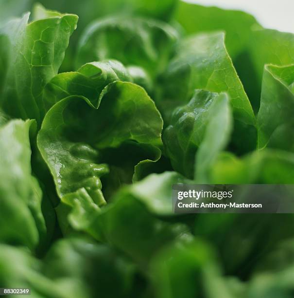 close-up of lettuce - anthony masterson stock-fotos und bilder