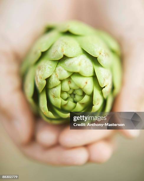 person holding artichoke heart in hands - anthony masterson stock-fotos und bilder