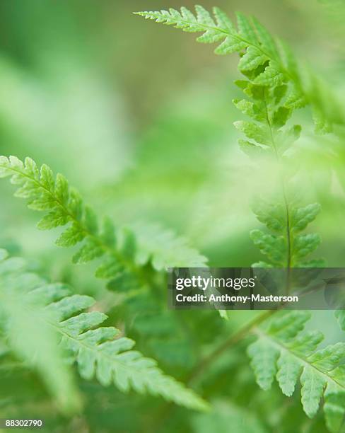 close-up of fern fronds - anthony masterson photos et images de collection