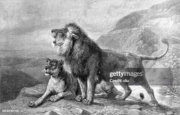 91点のライオン 寝ているイラスト素材 Getty Images 91点のライオン 寝ているイラスト素材 Getty Images