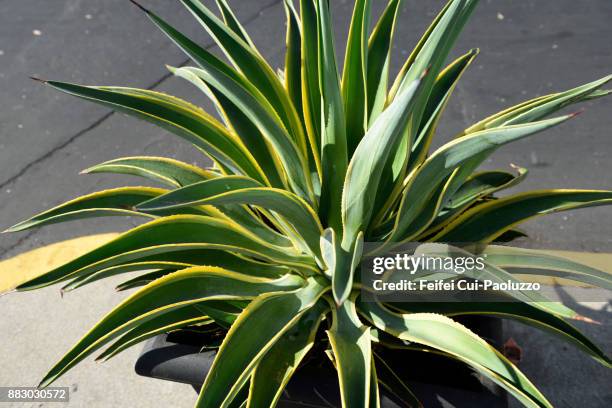 yucca aloifolia - yucca stock pictures, royalty-free photos & images