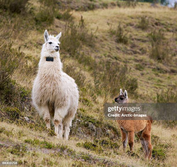 llamas in hillside - llama stock-fotos und bilder