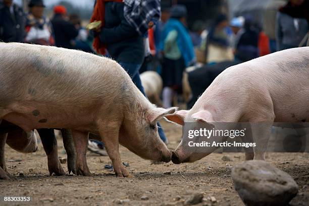 pigs at market in ecuador - ecuador farm stock pictures, royalty-free photos & images