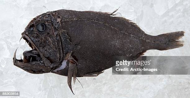 monk fish with sharp teeth - anglerfish stock pictures, royalty-free photos & images