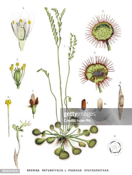 ilustraciones, imágenes clip art, dibujos animados e iconos de stock de plantas medicinales y hierbas - rocío-del-sol