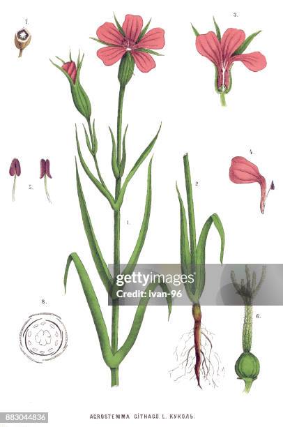 medicinal and herbal plants - agrostemma githago stock illustrations