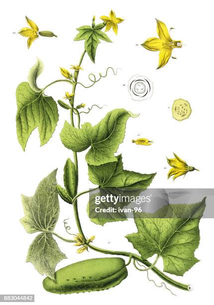 heilpflanzen und kräuter pflanzen - cucumber leaves stock-grafiken, -clipart, -cartoons und -symbole