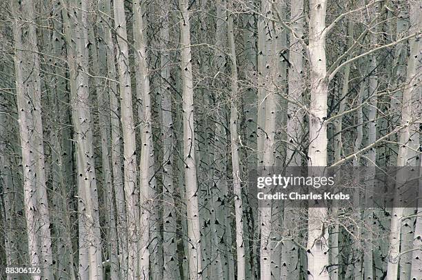 1,709 Quaking Aspen Tree Stock Photos, High-Res Pictures, and Images ...
