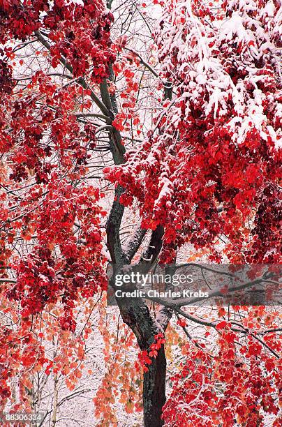 snowy maple tree in fall - sugar maple stock pictures, royalty-free photos & images