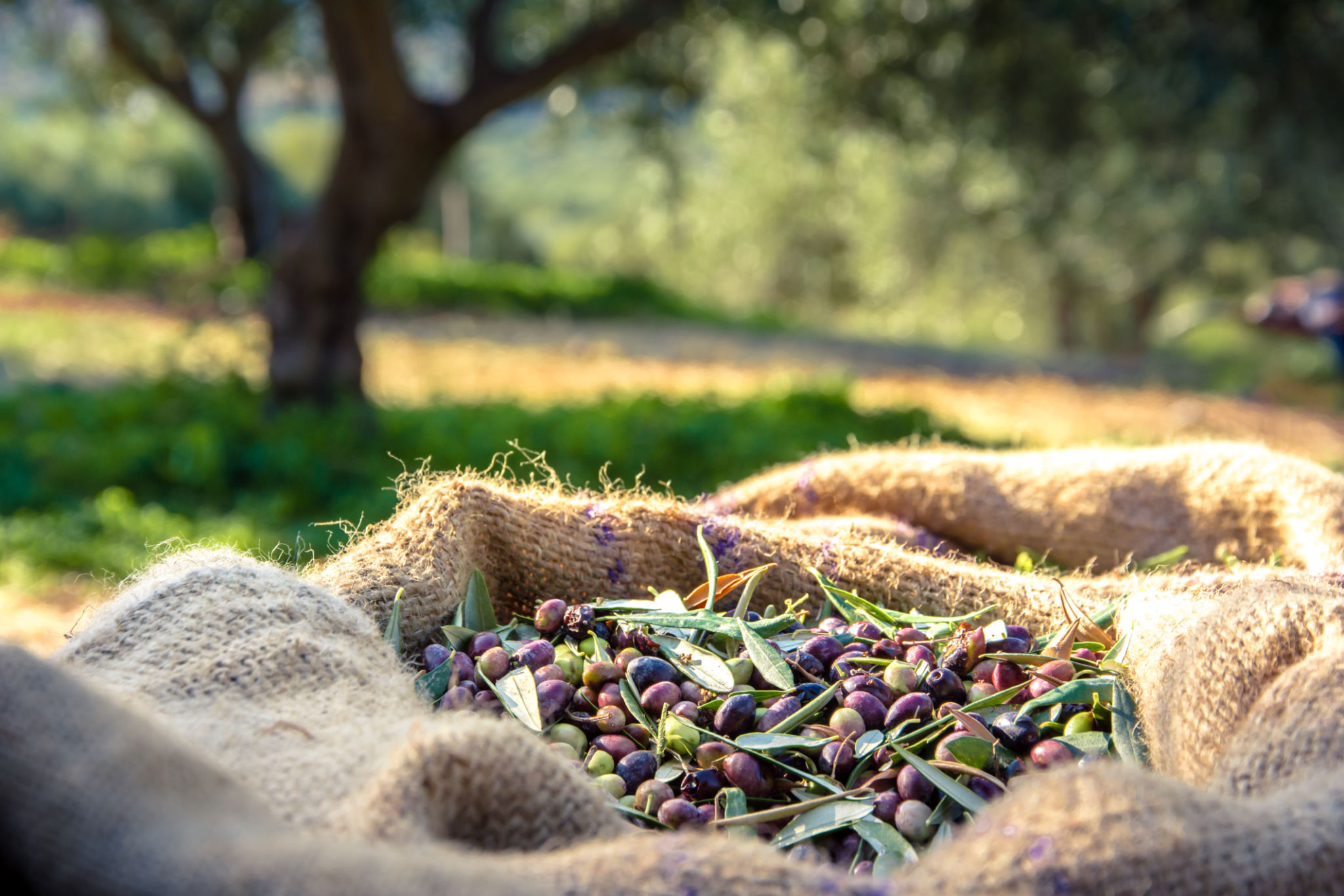 greek olive groves