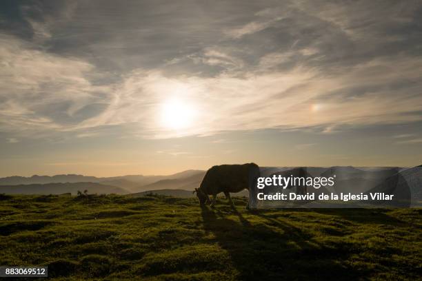 cows eating and resting in the grass - comunidad autonoma del pais vasco imagens e fotografias de stock