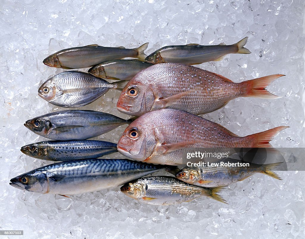 Assortment of fish on ice