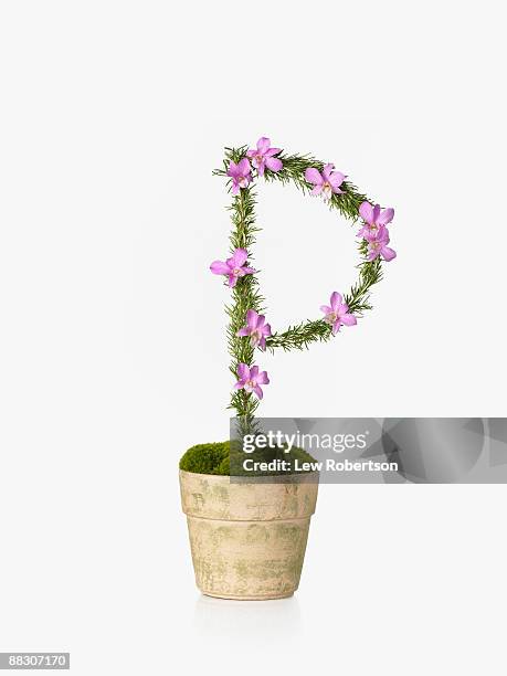 potted plant as letter p - letter p foto e immagini stock