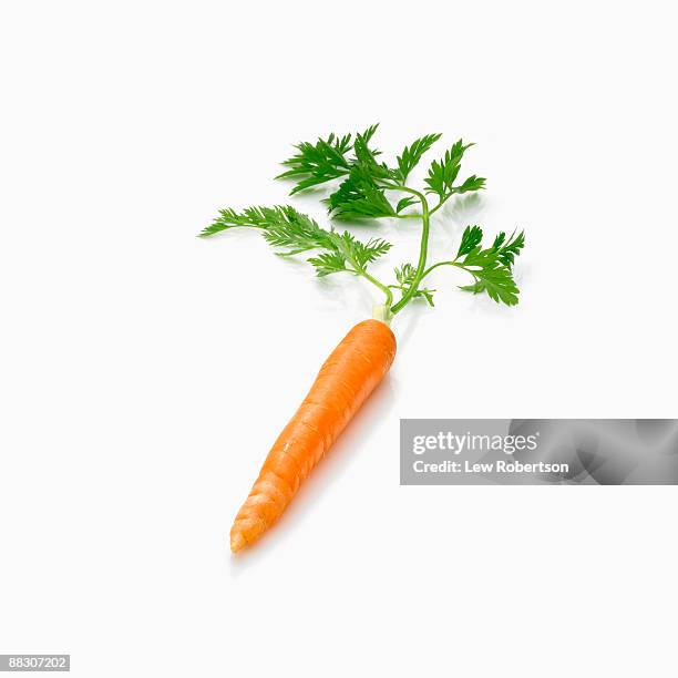 carrot with greens attached on white - carrot fotografías e imágenes de stock