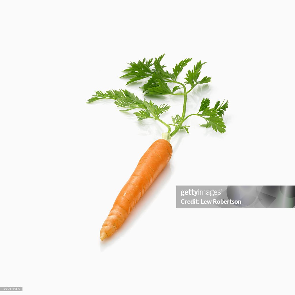 Carrot with Greens Attached on White