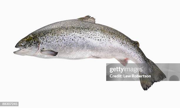 whole salmon - raw fish stockfoto's en -beelden