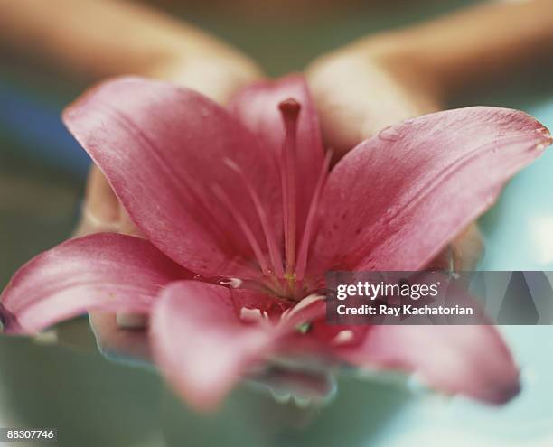 hands holding lily - asiatic lily stock pictures, royalty-free photos & images