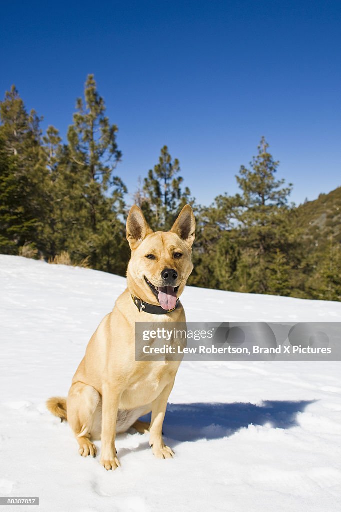 Basenji dog on snow covered mountainside