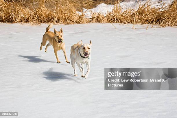 dogs running in snow - basenji bildbanksfoton och bilder