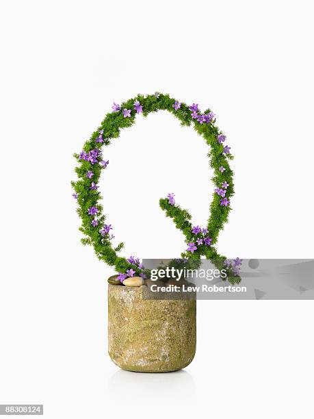 potted plant as letter q - q and a stock-fotos und bilder