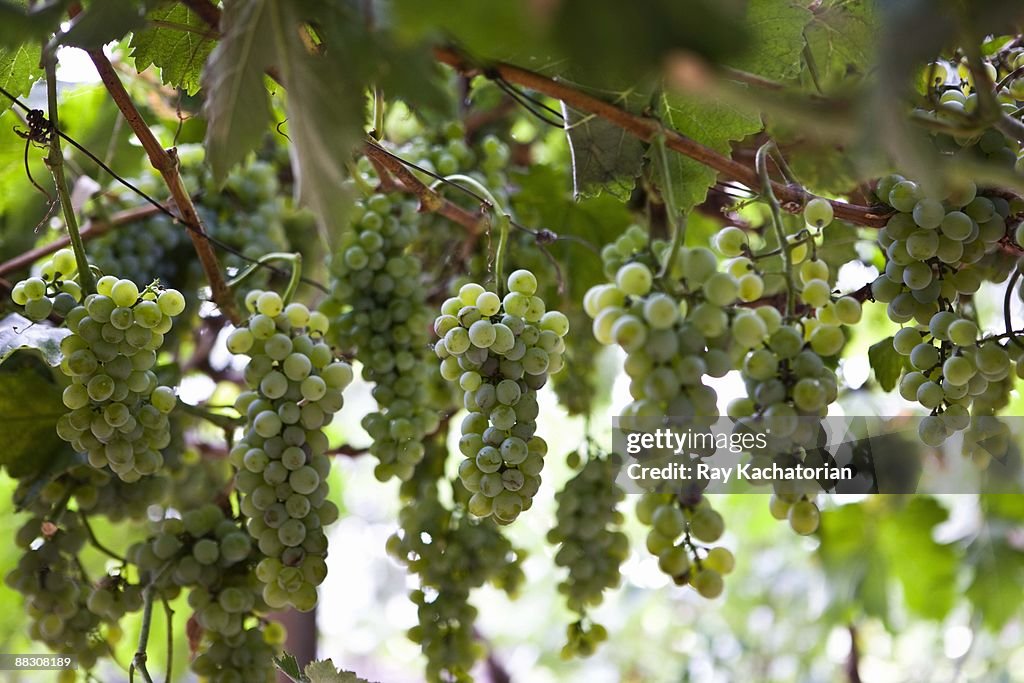 Green grapes on vine