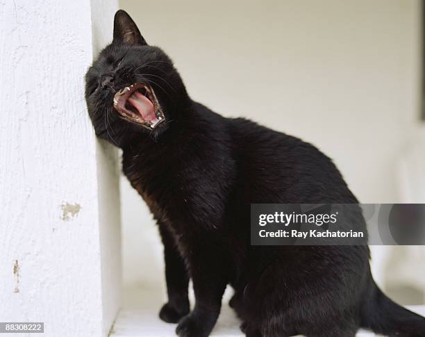 black kitten yawning - bad luck foto e immagini stock