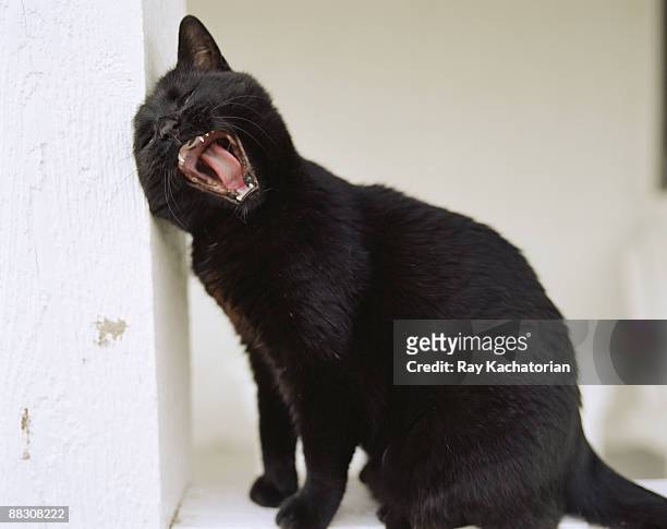 black kitten yawning - bad luck 個照片及圖片檔