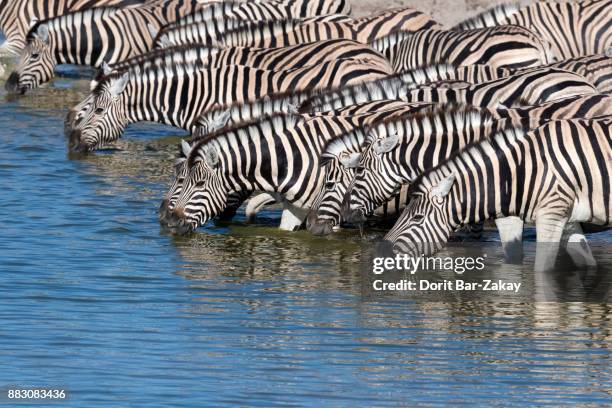 hartmann's mountain zebra (equus zebra ssp. hartmannae) - cebra de montaña fotografías e imágenes de stock